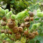 Bauerntabak (Nicotiana rustica)