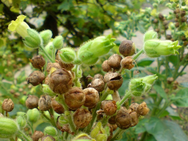Bauerntabak (Nicotiana rustica)