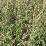 Gewöhnlicher Beifuss (Artemisia vulgaris)
