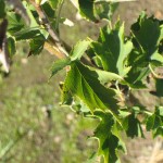 Elsbeere (Sorbus torminalis)