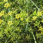 Fenchel (Foeniculum vulgare)